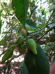 Garcinia puat