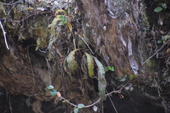 Elaphoglossum paleaceum