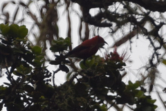 Himatione sanguinea