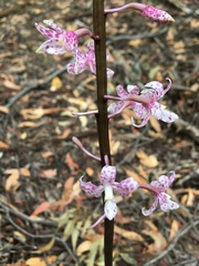 Dipodium pardalinum