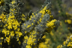 Tetranychus lintearius