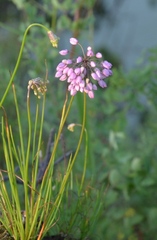 Allium rubens