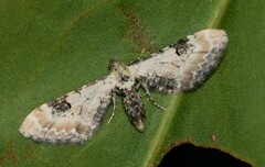 Eupithecia centaureata