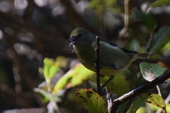 Chlorodrepanis virens