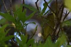 Chlorodrepanis virens