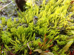 Archidium alternifolium