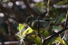 Chlorodrepanis virens