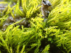 Archidium alternifolium