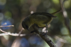 Chlorodrepanis virens