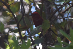 Himatione sanguinea