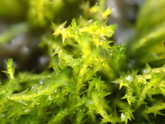 Archidium alternifolium