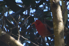 Drepanis coccinea