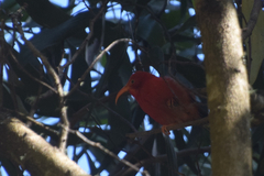 Drepanis coccinea