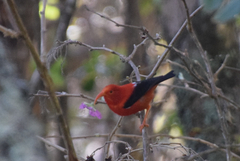 Drepanis coccinea