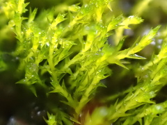 Archidium alternifolium