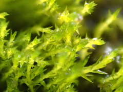 Archidium alternifolium