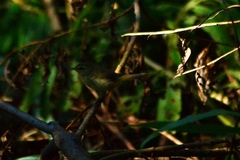 Phylloscopus borealis