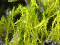 Archidium alternifolium