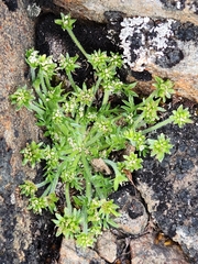 Chaerophyllum sessiliflorum