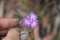 Thysanotus tuberosus