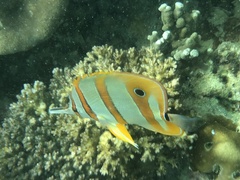 Chelmon rostratus