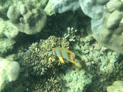 Chelmon rostratus