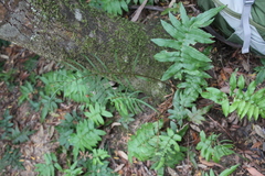 Blechnum wattsii