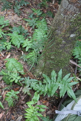 Blechnum wattsii