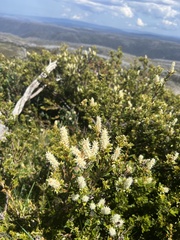 Orites lancifolius