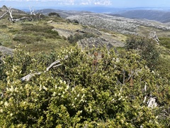 Orites lancifolius