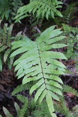 Blechnum camfieldii