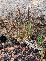 Carex austroflaccida
