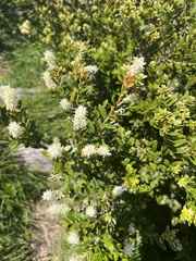Orites lancifolius