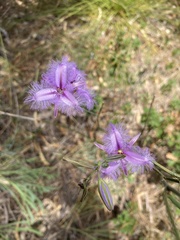 Thysanotus tuberosus