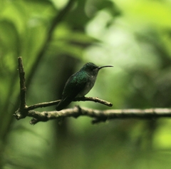 Microchera cupreiceps