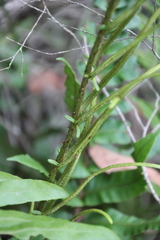 Blechnum camfieldii