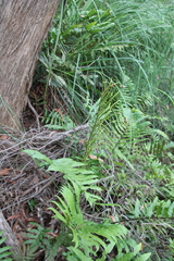 Blechnum camfieldii
