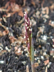 Carex austroflaccida