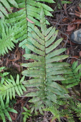 Blechnum camfieldii