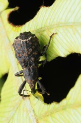 Megacolabus decipiens