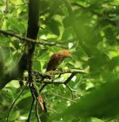 Rhytipterna holerythra