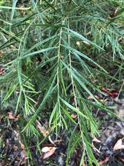 Acacia floribunda