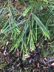 Acacia floribunda