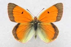 Colias regia