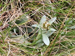 Argyrotegium fordianum