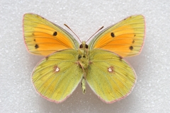 Colias regia