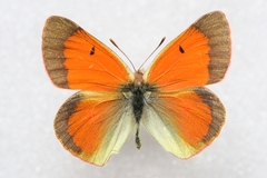 Colias regia