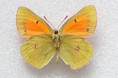 Colias regia