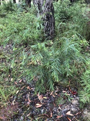 Acacia floribunda