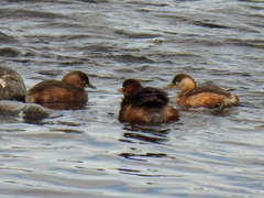 Tachybaptus ruficollis poggei
